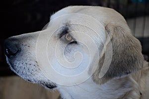 Dog Profile Portrait