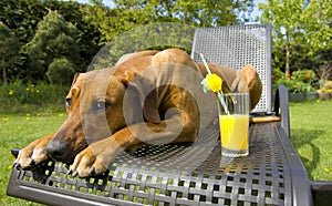 Dog protecting orange juice