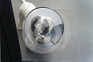 Dog in protective collar