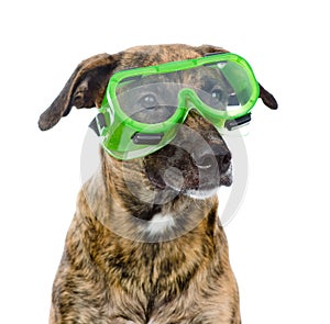 Dog with protective goggles. isolated on white background