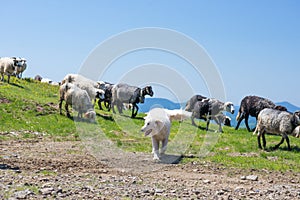 The dog protects sheep that graze on the slopes of Ukrainian Car photo
