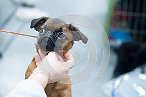 Dog pti Brabanson at the dog