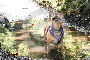 Dog in a puddle