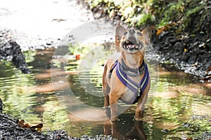 Dog in a puddle photo