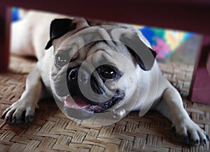 dog pug