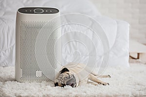 Dog Pug Breed and Air purifier in cozy white bed room for filter and cleaning removing dust PM2.5 HEPA in home