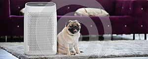 Dog Pug Breed and Air purifier in cozy white Living room for filter and cleaning removing dust PM2.5 HEPA in home