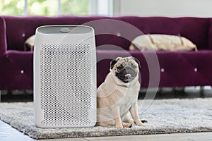 Dog Pug Breed and Air purifier in cozy white Living room for filter and cleaning removing dust PM2.5 HEPA in home