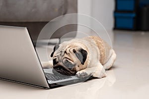 Dog Pug breed lying on computer laptop feeling so tried and lazy for work