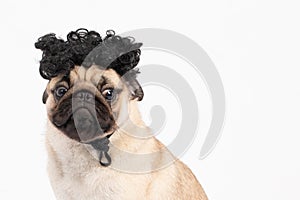 Dog Pug breed wearing hairpiece curly hair feeling so funny dog photo