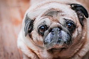 Dog Pug Looking Into Camera