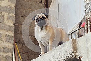 Dog pug looks from the balcony of a house under construction