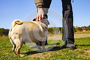 Dog pug and man on the grass