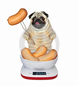 Dog pug near kitchen scale with sausages