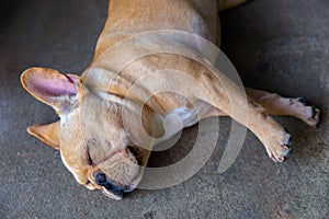 Dog, Pug, Puppy, Napping, Animal