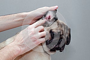 Dog pug with red ear. Infected mite infection or allergy