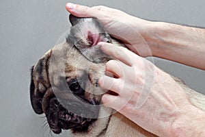 Dog pug with red ear. Infected mite infection or allergy