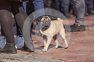 Dog pug, rescue charity, dog leash, blank empty, leather leash, leather leash, breed, pug puppies, cute pug