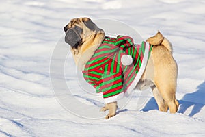 Dog pug in snow in winter, close-up portrait