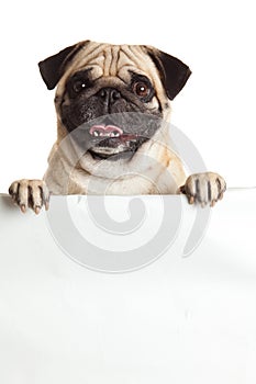 Dog pugdog with bunner isolated on white background. design sign