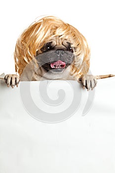 Dog pugdog with bunner isolated on white background. design sign