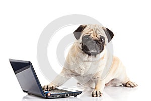 Dog pugdog computer isolated on white background laptop internet