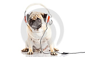 Dog pugdog with headphone isolated on white background
