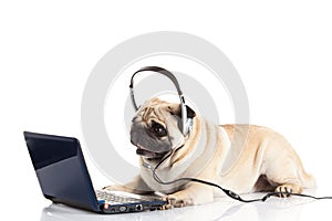 Dog pugdog with headphone isolated on white background callcenter