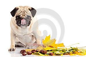 Dog pugdog isolated on white background, autumn
