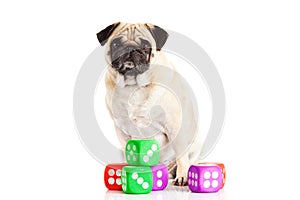Dog pugdog isolated on white background dices toy pet