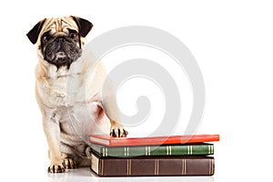 Dog pugdog und books isolated on white background