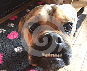 Dog puggle smiling happy