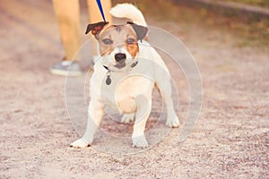 Dog pulling leash don`t want to go home from walk