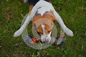 A dog pulling a rope. Beagle dog playing with his master. Dog and his master outside.