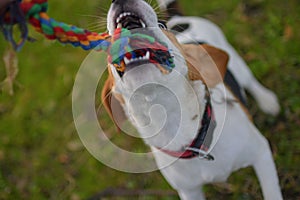 A dog pulling a rope. Beagle dog playing with his master. Dog and his master outside.