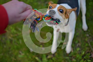 A dog pulling a rope. Beagle dog playing with his master. Dog and his master outside. Dog and his toy. Authentic and