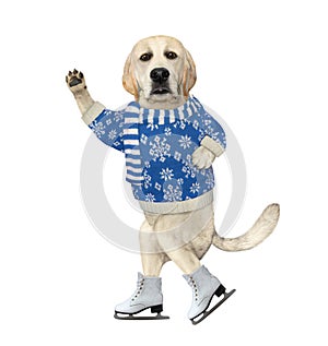 Dog in pullover skating