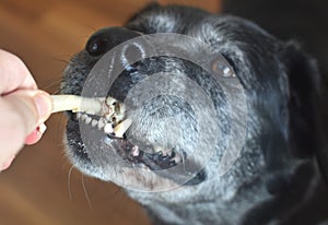 dog pulls and holds a bone from his hand with his teeth