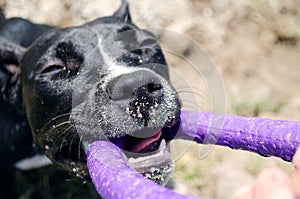 Dog pulls toy. Staffordshire terrier dog with puller toy in teeth