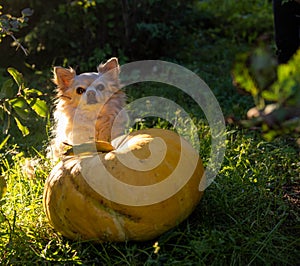 A dog with pumpkins. A chihuahua dog sits on the grass next to a large Thanksgiving pumpkin. Autumn season. Halloween