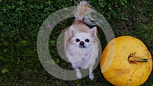 A dog with pumpkins. A chihuahua dog sits on the grass next to a large Thanksgiving pumpkin. Autumn season. Halloween