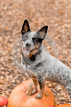 Dog with pumpkins. Halloween holidays. Australian Cattle Dog Dog with pumpkin. Thanksgiving day. Blue Heeler dog