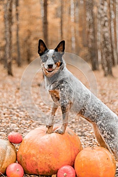 Dog with pumpkins. Halloween holidays. Australian Cattle Dog Dog with pumpkin. Thanksgiving day. Blue Heeler dog