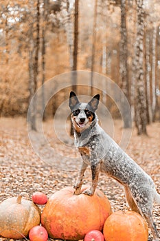 Dog with pumpkins. Halloween holidays. Australian Cattle Dog Dog with pumpkin. Thanksgiving day. Blue Heeler dog