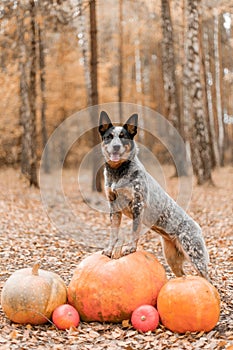 Dog with pumpkins. Halloween holidays. Australian Cattle Dog Dog with pumpkin. Thanksgiving day. Blue Heeler dog
