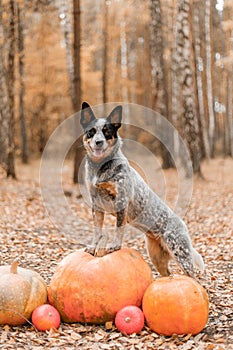 Dog with pumpkins. Halloween holidays. Australian Cattle Dog Dog with pumpkin. Thanksgiving day. Blue Heeler dog