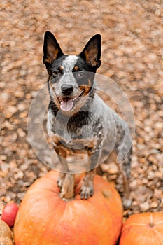 Dog with pumpkins. Halloween holidays. Australian Cattle Dog Dog with pumpkin. Thanksgiving day. Blue Heeler dog