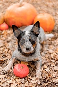 Dog with pumpkins. Halloween holidays. Australian Cattle Dog Dog with pumpkin. Thanksgiving day. Blue Heeler dog