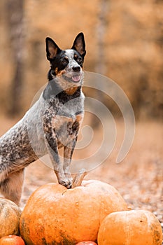 Dog with pumpkins. Halloween holidays. Australian Cattle Dog Dog with pumpkin. Thanksgiving day. Blue Heeler dog