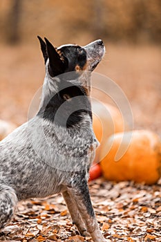 Dog with pumpkins. Halloween holidays. Australian Cattle Dog Dog with pumpkin. Thanksgiving day. Blue Heeler dog